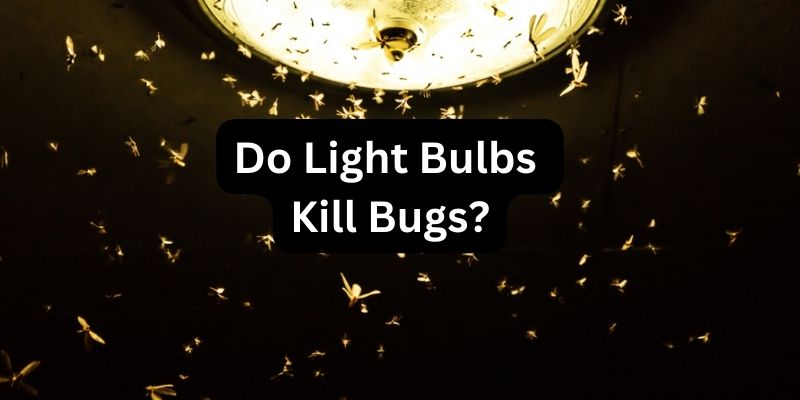 Do Light Bulbs Kill Bugs
